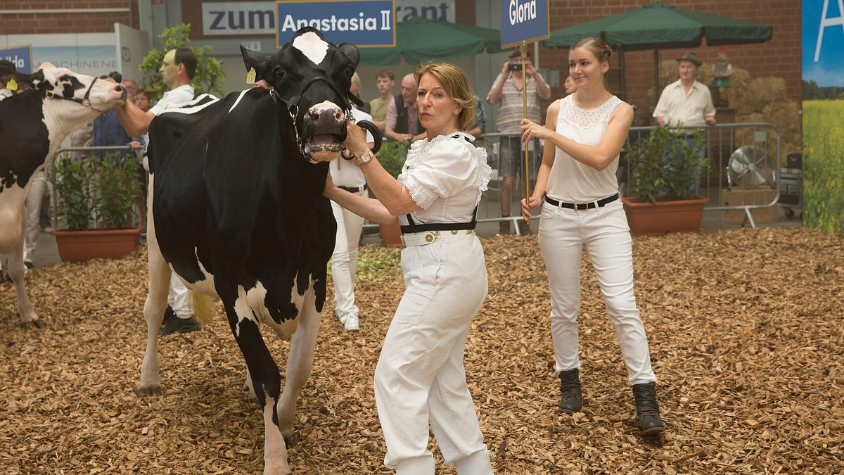 gloria, die schönste kuh meiner schwester