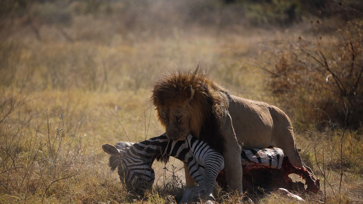 savage kingdom