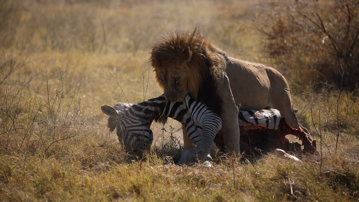 savage kingdom