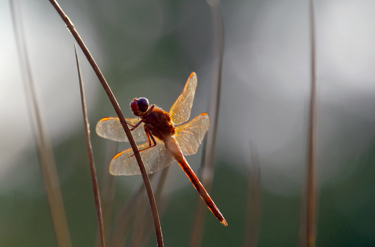 Insekten - Die heimlichen Herrscher insekten - die heimlichen herrscher