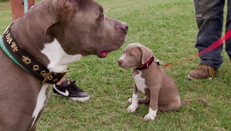 Pitbulls auf Bewährung