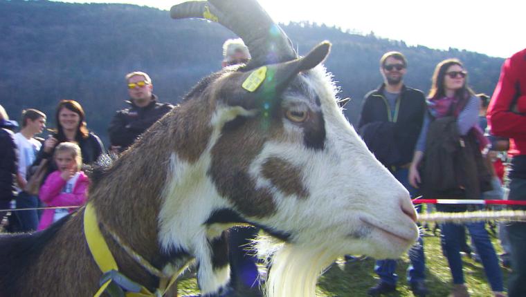 Esel, Yak, Noriker - Die bunte Nutztierwelt in Vorarlberg