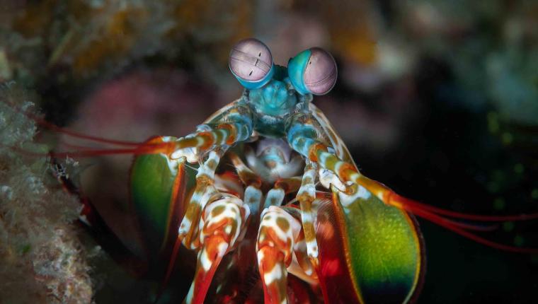 Die schlausten Tiere der Welt mit Martin Rütter und Dirk Steffens