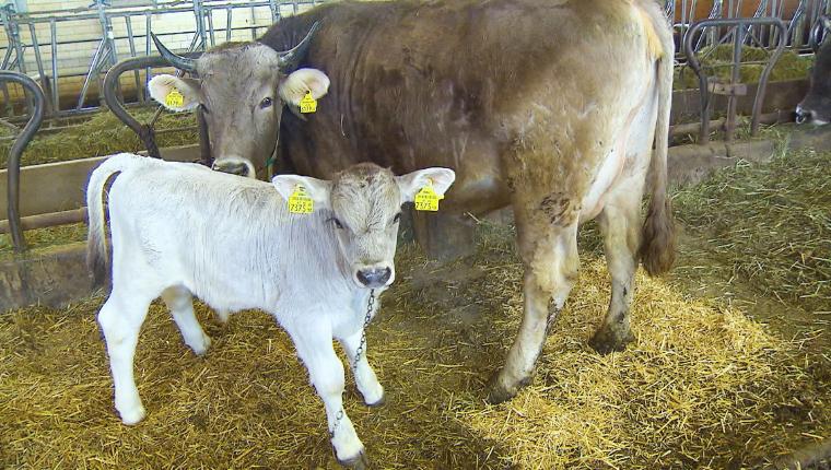 Esel, Yak, Noriker - Die bunte Nutztierwelt in Vorarlberg