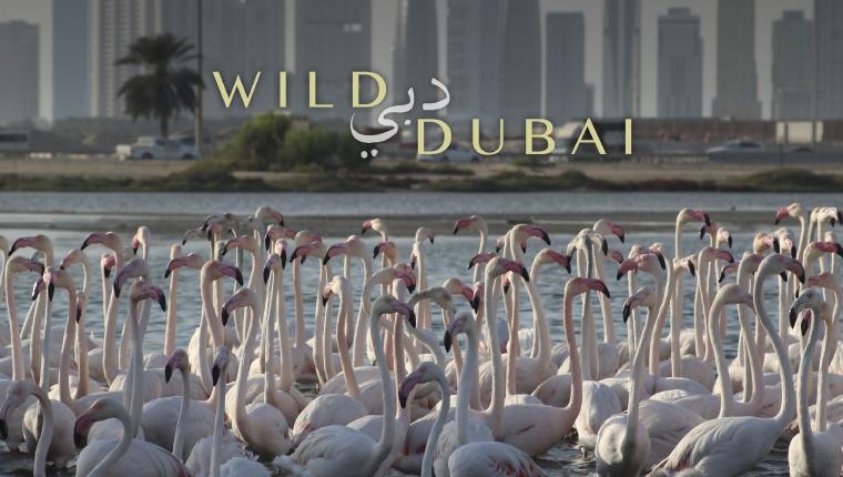 Wildes Dubai