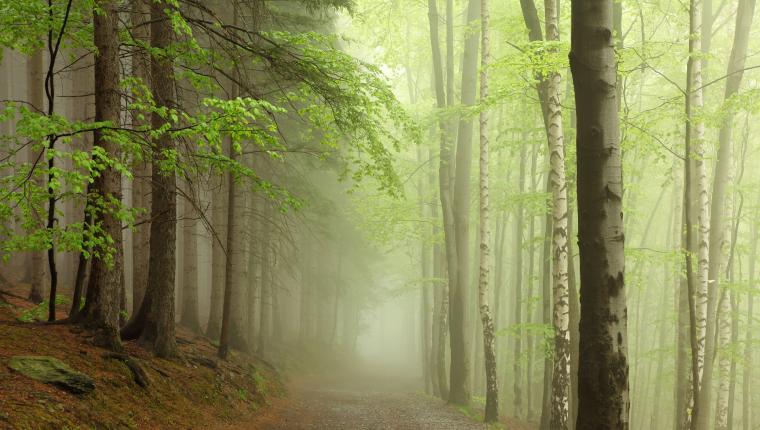 Tausend Moore, hundert Seen und ein Wald - Naturwunder Schorfheide