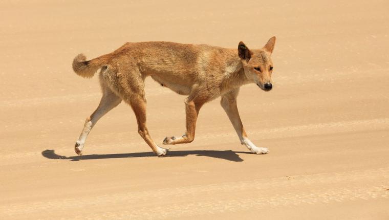 Australiens wilde Wälder