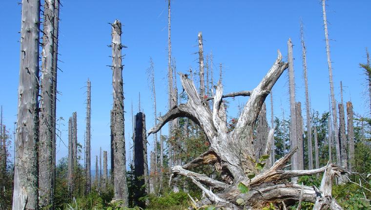 Europas Urwälder