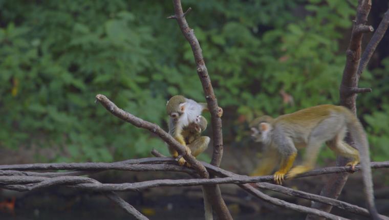 Bronx Zoo - Tierpark der Superlative