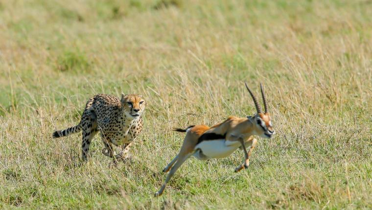 Die fünf Geparde - Gemeinsam durch die Serengeti