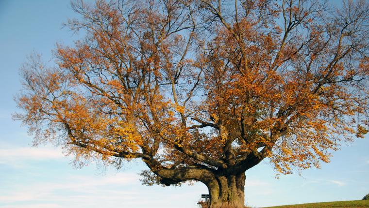 Die geheimnisvolle Welt der Bäume - Naturschätze der Steiermark