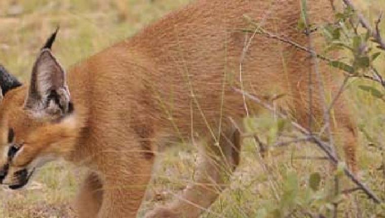 Das Waisenhaus für wilde Tiere - Abenteuer Afrika