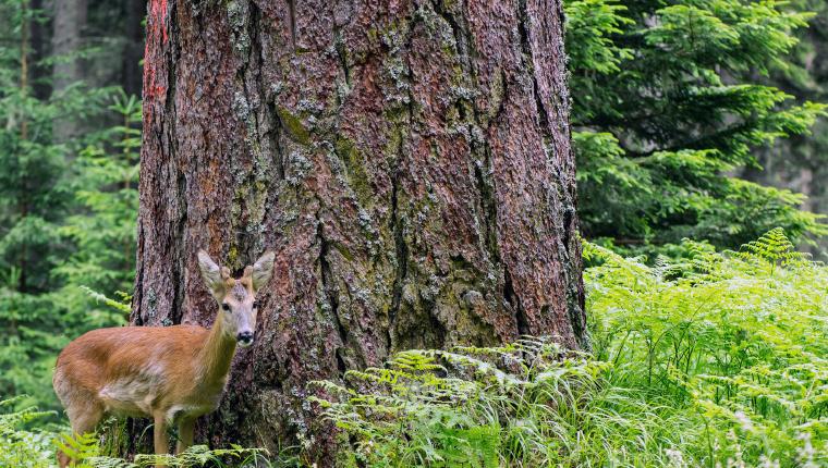 Die geheimnisvolle Welt der Bäume - Naturschätze der Steiermark