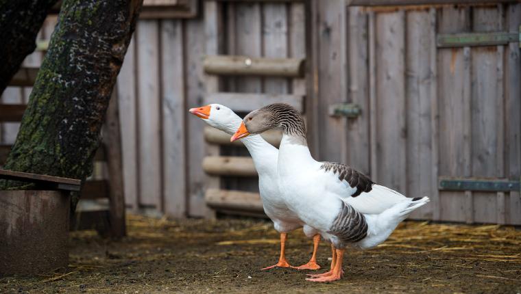 Vom Wildtier zum Haustier - Wie Tiere zur Familie wurden