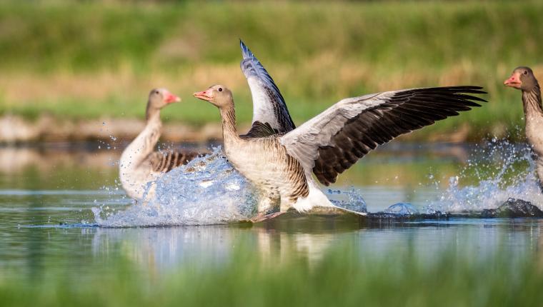 Vom Wildtier zum Haustier - Wie Tiere zur Familie wurden