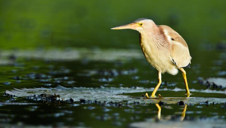 Thailands faszinierende Wildnis