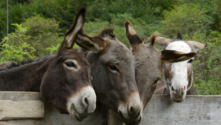 Heute im Osten - Reportage