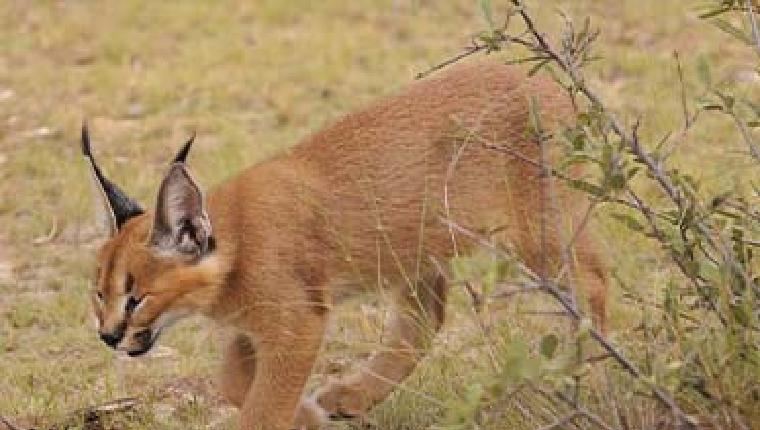 Das Waisenhaus für wilde Tiere - Abenteuer Afrika