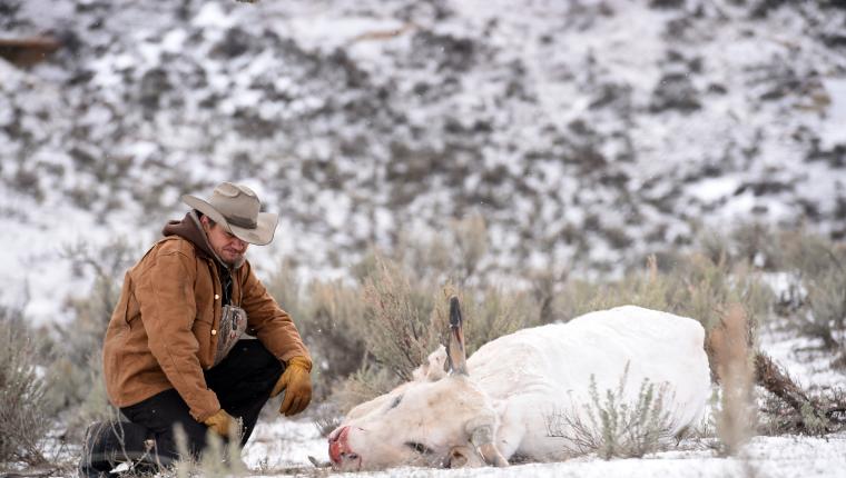 Wind River - Tod im Schnee