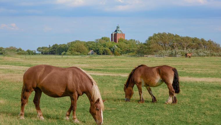 Leben an der Nordsee