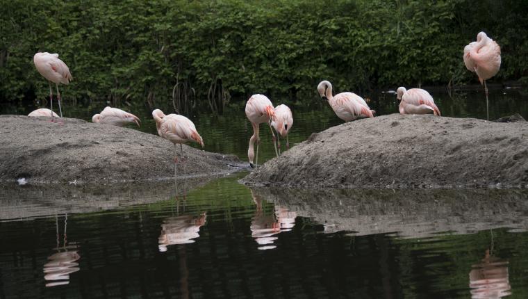 Bronx Zoo - Tierpark der Superlative