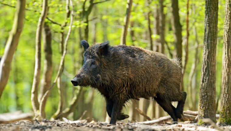 Die Zaubertricks der Tiere