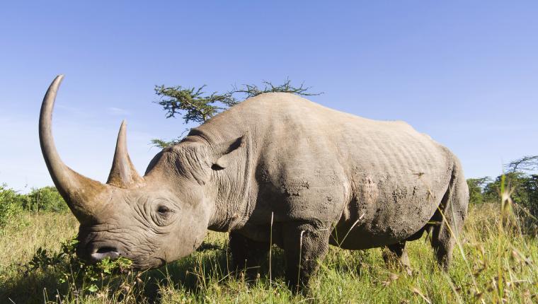 Die Zaubertricks der Tiere