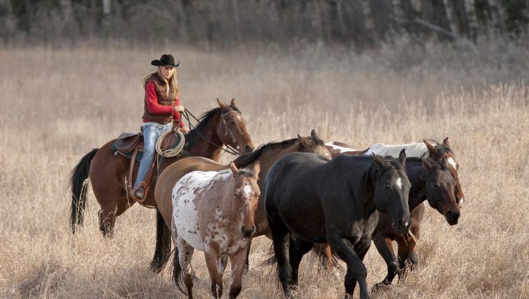 Heartland - Paradies für Pferde