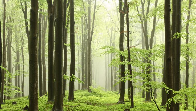 Tausend Moore, hundert Seen und ein Wald - Naturwunder Schorfheide