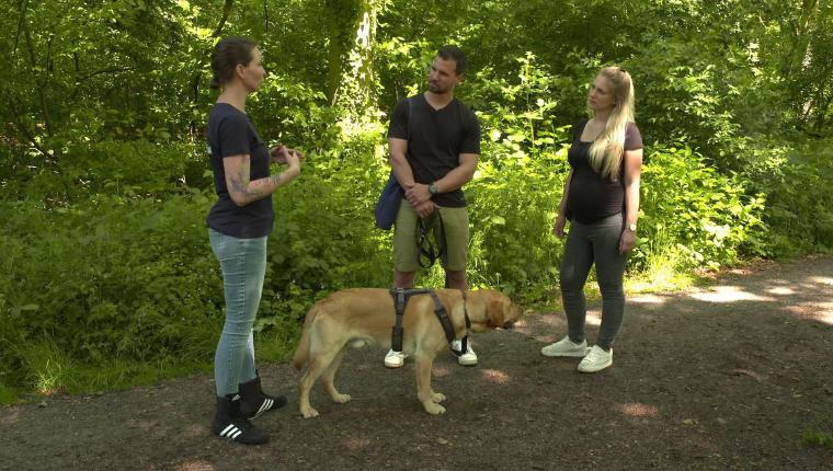 Der Hundeprofi - Rütters Team