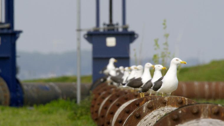 Wildnis im Superhafen