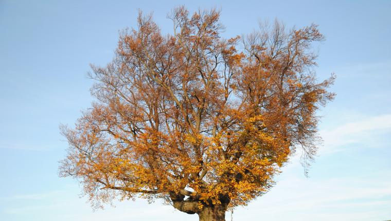 Die geheimnisvolle Welt der Bäume - Naturschätze der Steiermark