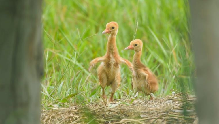 Thailands faszinierende Wildnis