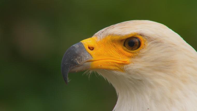 Afrikas tödlichste Jäger