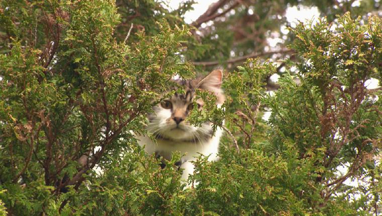 Die Katzenretter - Einsatz in der Baumkrone