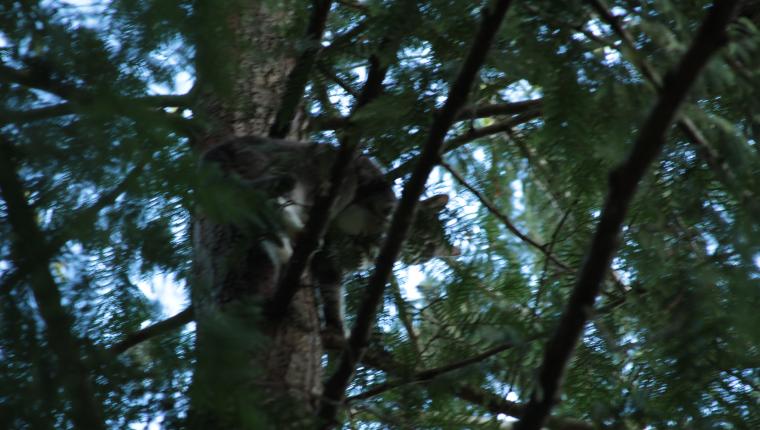 Die Katzenretter - Einsatz in der Baumkrone