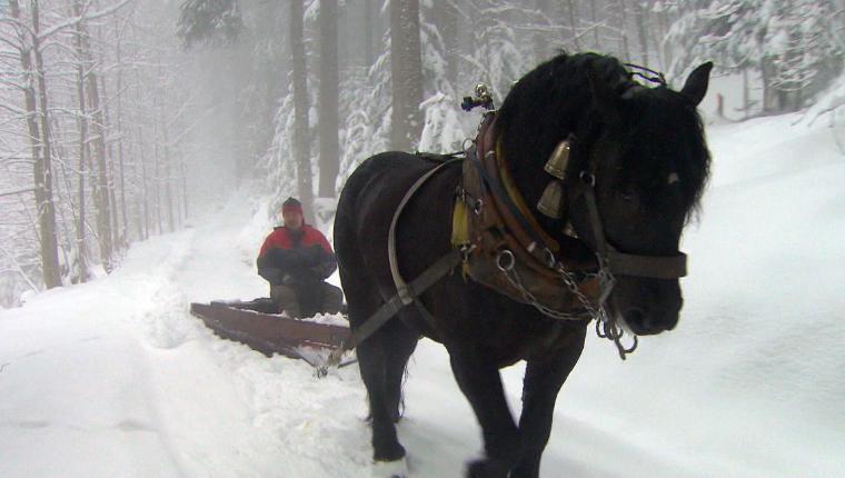 Esel, Yak, Noriker - Die bunte Nutztierwelt in Vorarlberg