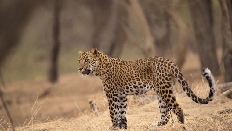 Sri Lankas Leoparden-Dynastie