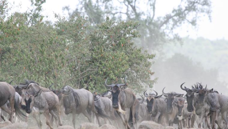 Zebras der Serengeti