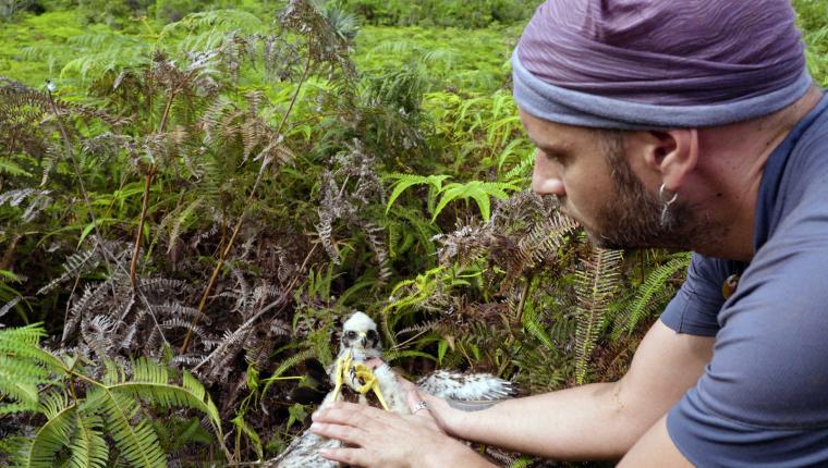 Die Insel La Réunion - Versuchslabor der Evolution