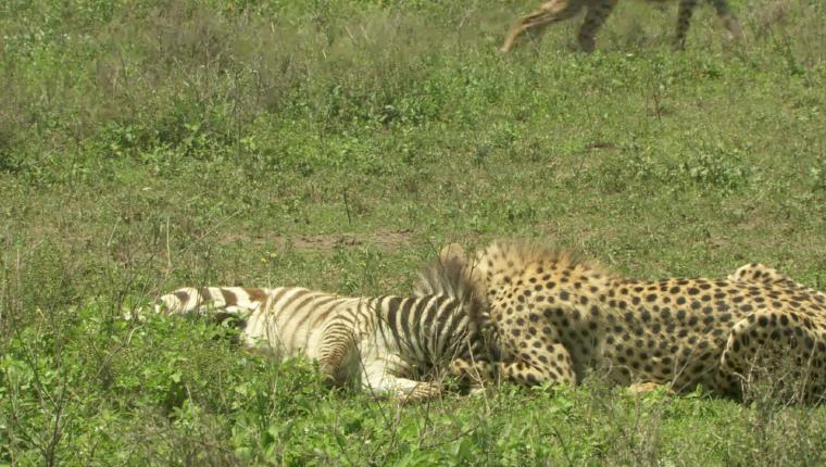 Zebras der Serengeti