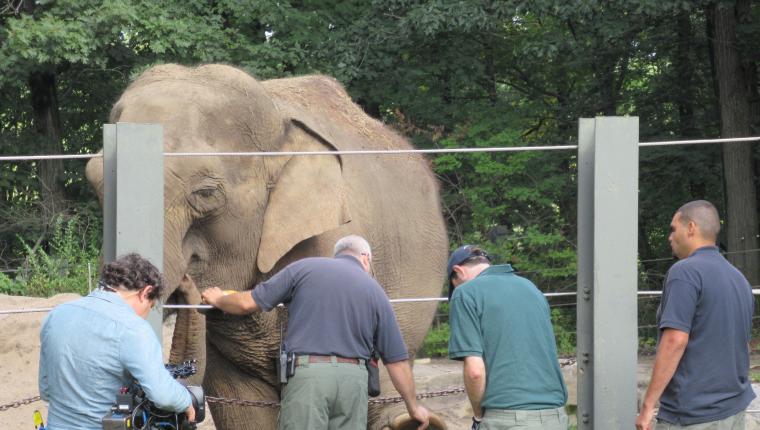 Bronx Zoo - Tierpark der Superlative