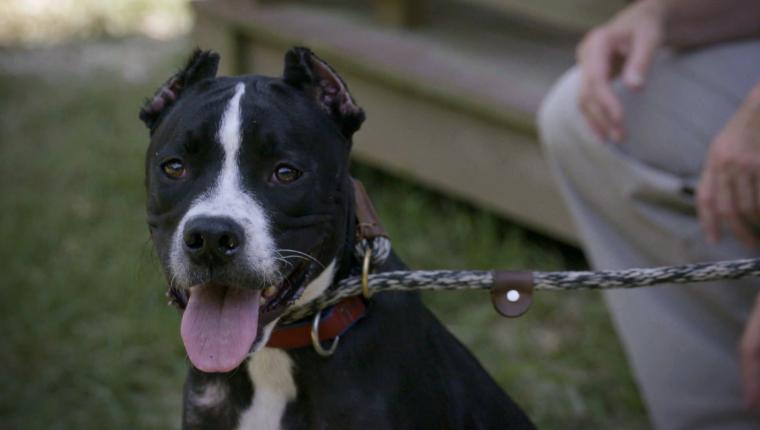 Pitbulls auf Bewährung