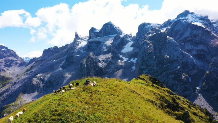 Esel, Yak, Noriker - Die bunte Nutztierwelt in Vorarlberg