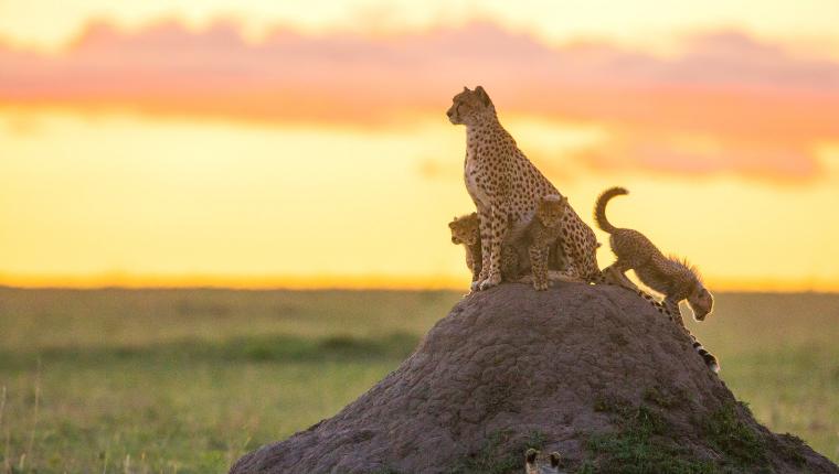 Die fünf Geparde - Gemeinsam durch die Serengeti