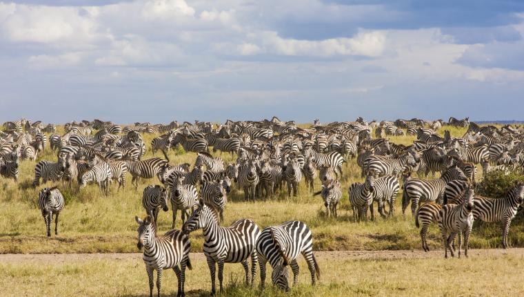 Zebras der Serengeti