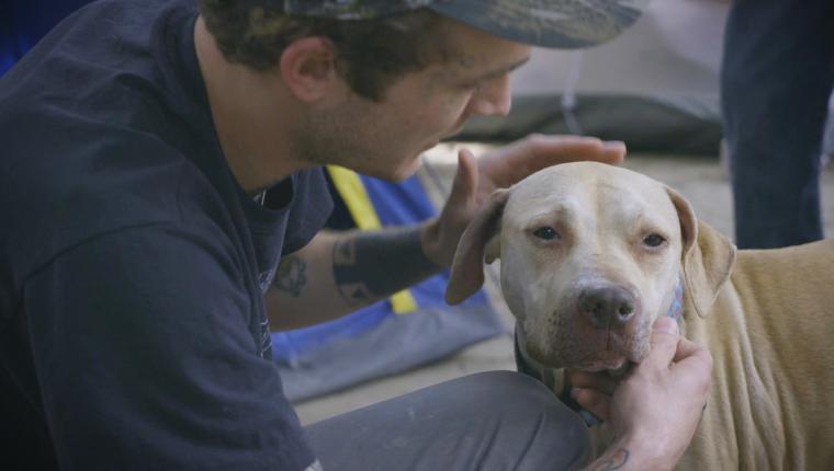 Pitbulls auf Bewährung