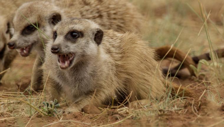 Afrikas tödlichste Jäger