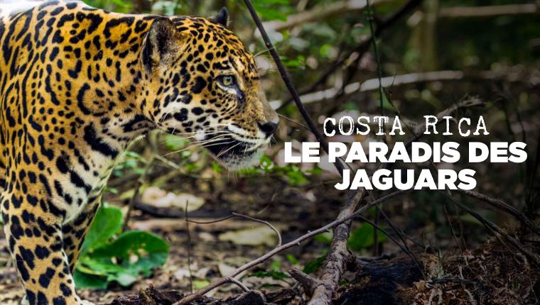 Costa Rica - Das Jaguar-Paradies