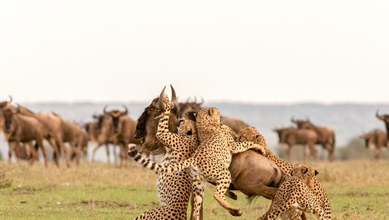 Die fünf Geparde - Gemeinsam durch die Serengeti